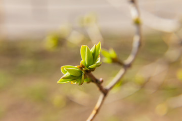 branch of lilac (Syringa vulgaris) with blooming buds