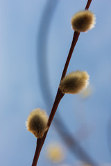 willow branch (Salix acutifolia) with buds