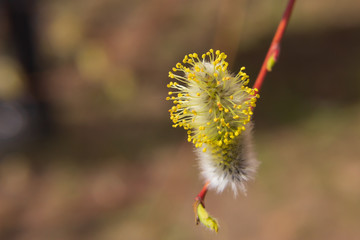 willow branch (Salix acutifolia) with buds