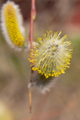 willow branch (Salix acutifolia) with buds