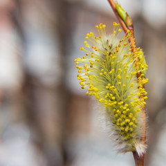 willow branch (Salix acutifolia) with buds