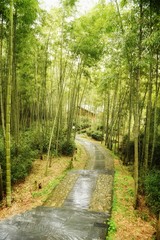 中国ブ源県にある竹林の小径