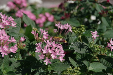 ペンタスの花に集っているオオスカシバ