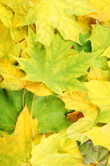Green and yellow maple leaves background