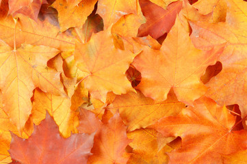 Red maple leaves background