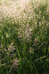 grass in the wind