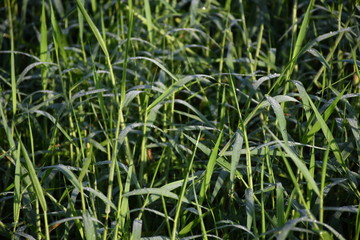dew on grass
