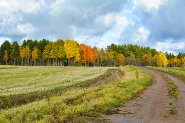 Road in the field goes to the forest