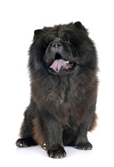 Obraz premium black chow chow