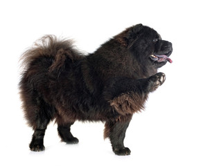 Fototapeta premium black chow chow