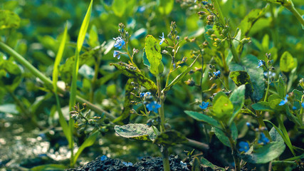 European, Water Speedwell or Brooklime (Veronica Beccabunga), a Succulent Herb with Blue Flowers, Evergreen Leaves Growing in a Wet Area on the Margin of a Brook. Was Used as Remedy for Land Scurvy.