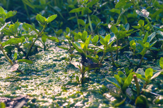 European, Water Speedwell or Brooklime (Veronica Beccabunga), a Succulent Herb with Blue Flowers, Evergreen Leaves Growing in a Wet Area on the Margin of a Brook. Was Used as Remedy for Land Scurvy.