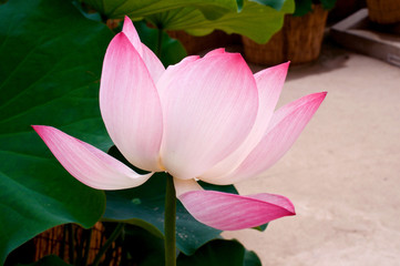 Pink lotus flower in summer
