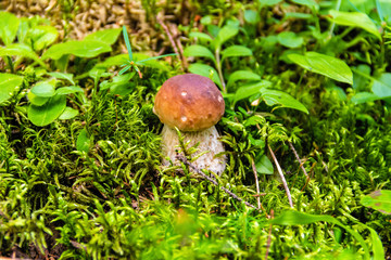 Young boletus mushroom in the forest closeup.