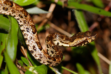 A viper snake from the jungles of Sri Lanka