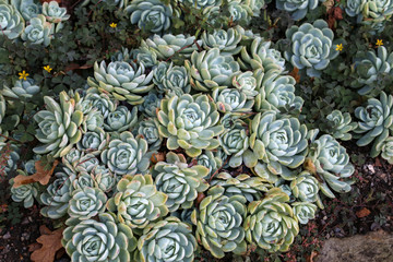 Fototapeta na wymiar Collection of small decorative succulents in pots