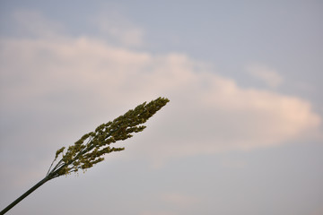 tall grass and blue sky