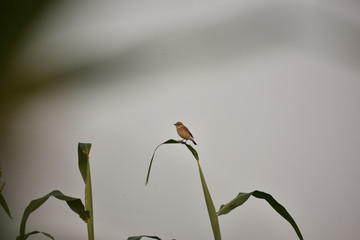 fly catcher bird sitting on top of bush