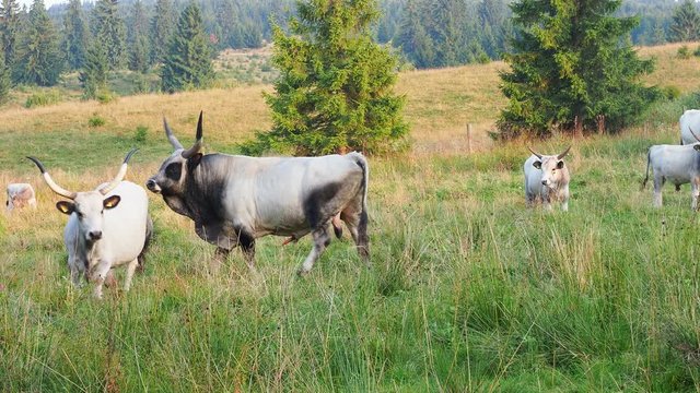 Ankole Watusi bull with big horns in the field