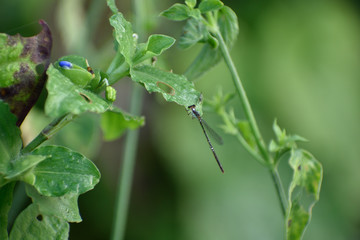 damselfly sitting on a green leaf