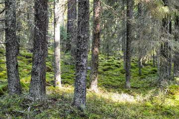 Fototapeta premium Szare drzewa w lesie w pobliżu jeziora Ładoga, Rosja