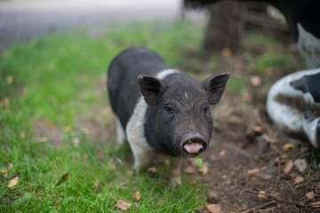 Pig in a field