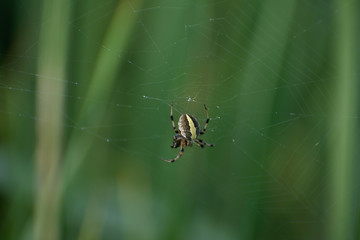 spider on a web