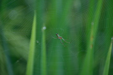 spider on a leaf