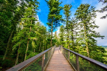 Obraz premium Treetop walk in Black Forest with 40m high Lookout tower located at Sommerberg, Bad Wildbad - Travel destination in Germany