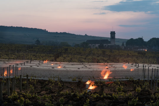 bougies dans les vignes en bourgogne pour lutter contre le gel et le froid &agrave; Pommard