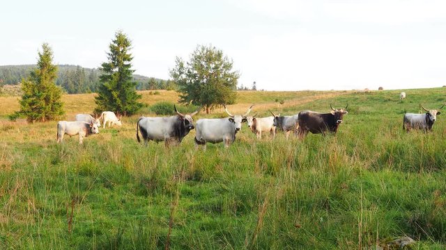 Ankole Watusi bull with big horns in the field