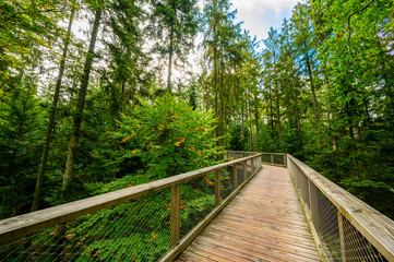 Treetop walk in Black Forest with 40m high Lookout tower located at Sommerberg, Bad Wildbad - Travel destination in Germany