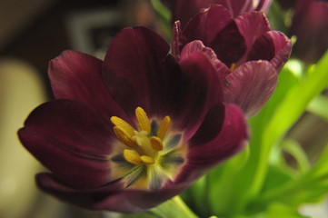 closeup of a flower