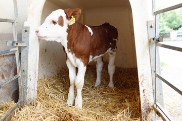 Newborn Calves in a Farm Shed