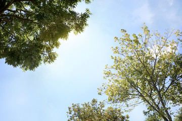 Green trees on sunny day, bottom view