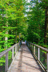 Obraz premium Treetop walk in Black Forest with 40m high Lookout tower located at Sommerberg, Bad Wildbad - Travel destination in Germany