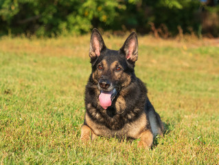 Portrait of a German shepherd on a natural background. The German Shepherd is going to run. Working dog