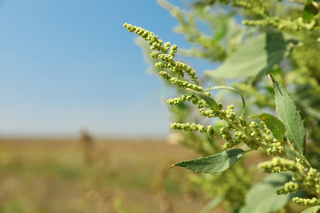 Blooming ragweed plant (Ambrosia genus) outdoors on sunny day. Seasonal allergy