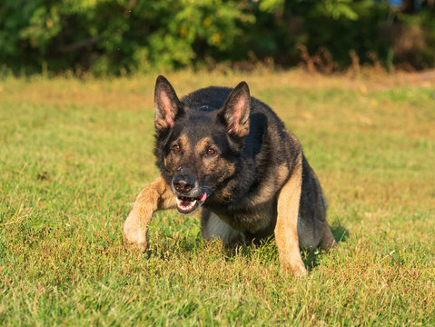 Portrait of a German shepherd on a natural background. The German Shepherd is going to run. Working dog
