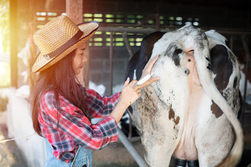 Asian women farming and agriculture industry and animal husbandry concept - young women or farmer with tablet pc computer and cows in cowshed on dairy farm with cow milking machines