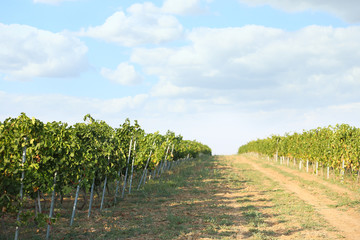 Obraz premium View of vineyard rows with fresh grapes on sunny day