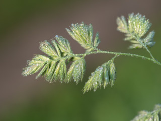 Spikelet of blade of grass with small drops of dew. Close up. Blurred natural green background.