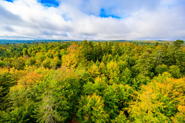 Fototapeta premium Black Forest at Bald Wildbad - beautiful colors of trees in forest in autumn - Travel destination in Germany