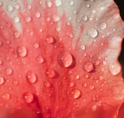 Drops of water on a petal of azalea close-up. Moisturizing. Tenderness.