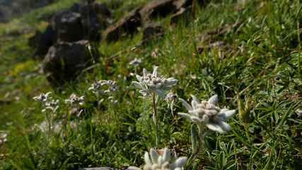 Edelweiss flower in mountain grass