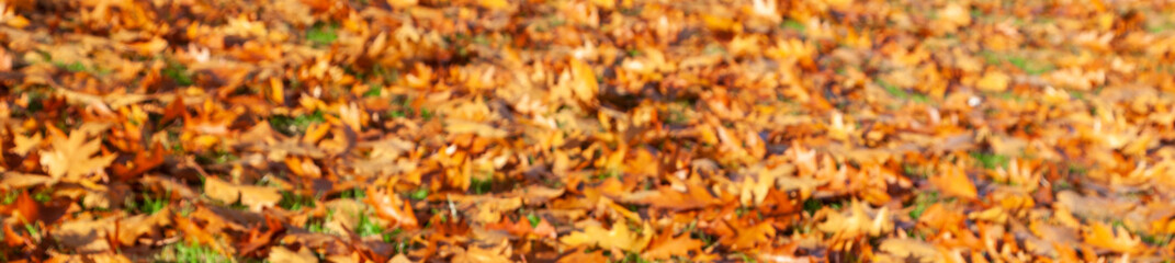 Panorama Web Banner Golden Autumn Fall Leaves Panoramic Background