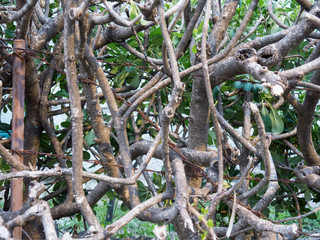 Shrub branches network with barbed wire