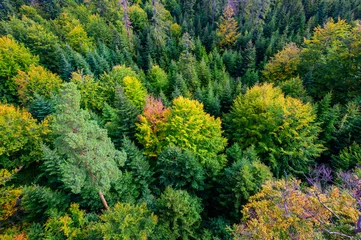 Fotobehang Black Forest at Bald Wildbad - beautiful colors of trees in forest in autumn - Travel destination in Germany © Simon Dannhauer