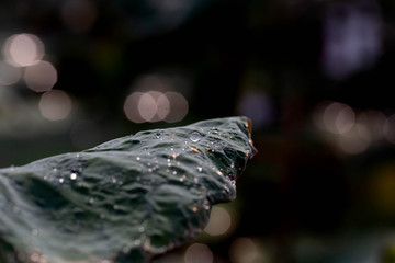 Water droplets on the lotus leaf
