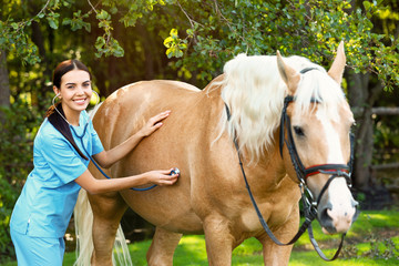 Young veterinarian examining palomino horse outdoors on sunny day